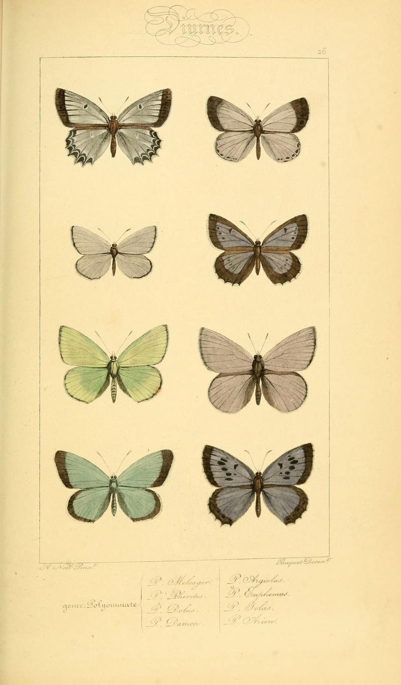 Histoire naturelle des lépidoptères d'Europe (Plate 26) (6053835074)