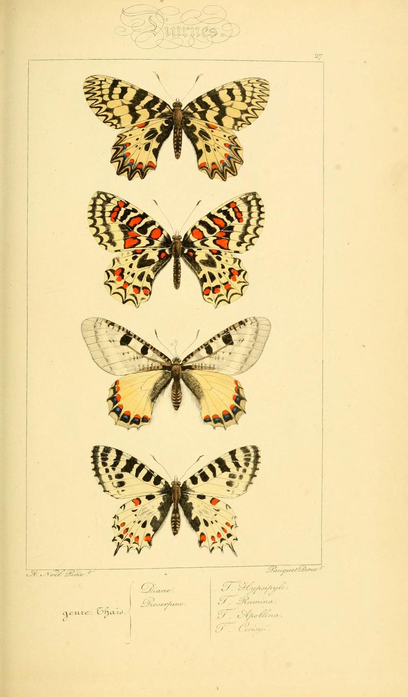 Histoire naturelle des lépidoptères d'Europe (Plate 27) (6053836224)