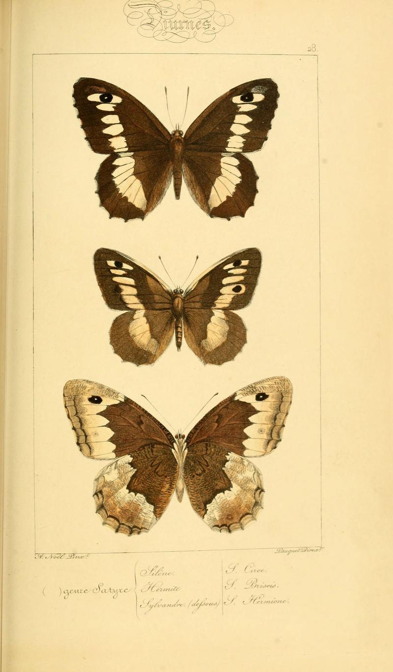 Histoire naturelle des lépidoptères d'Europe (Plate 28) (6053837714)