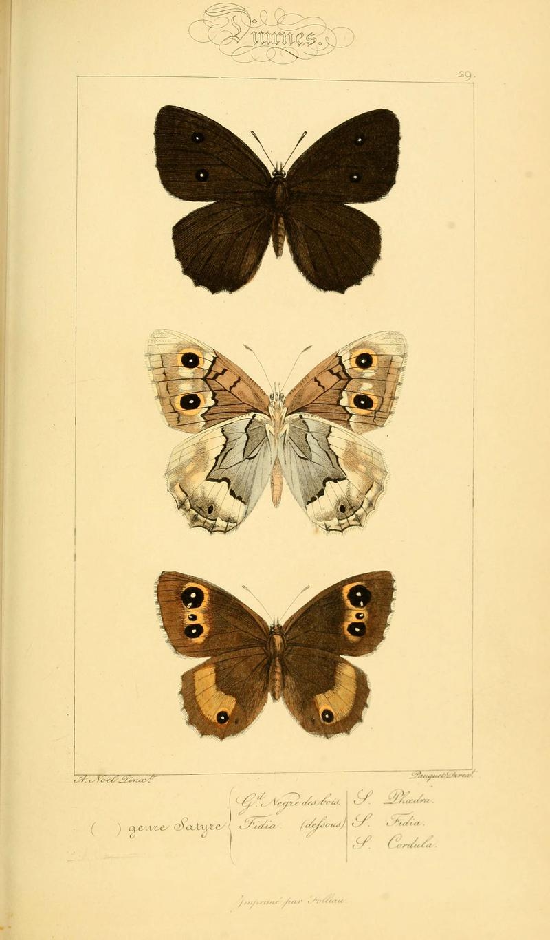 Histoire naturelle des lépidoptères d'Europe (Plate 29) (6053288111)