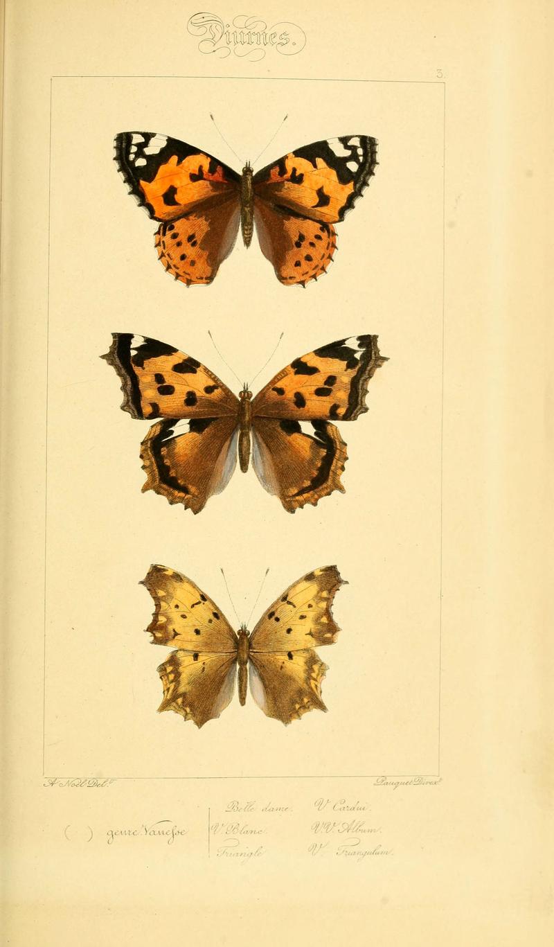 Histoire naturelle des lépidoptères d'Europe (Plate 3) (6053792536)