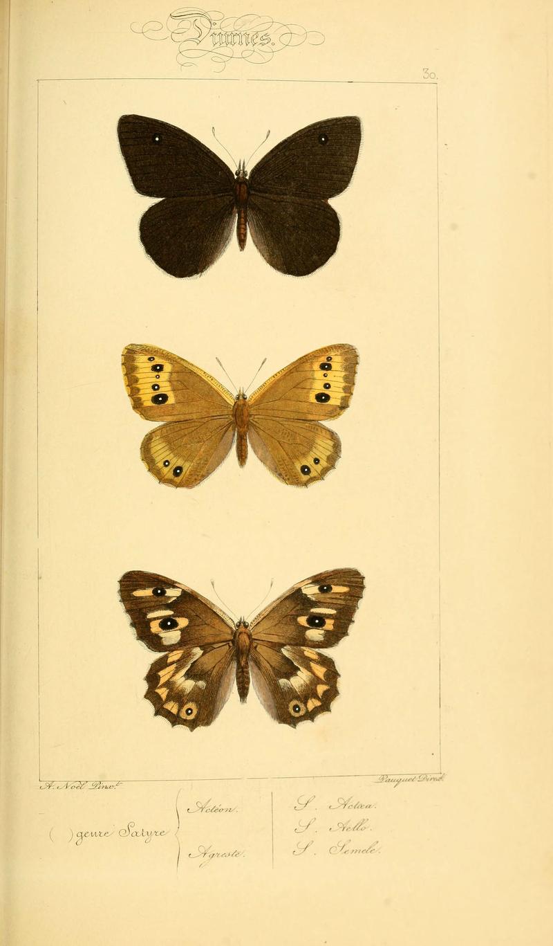 Histoire naturelle des lépidoptères d'Europe (Plate 30) (6053838388)