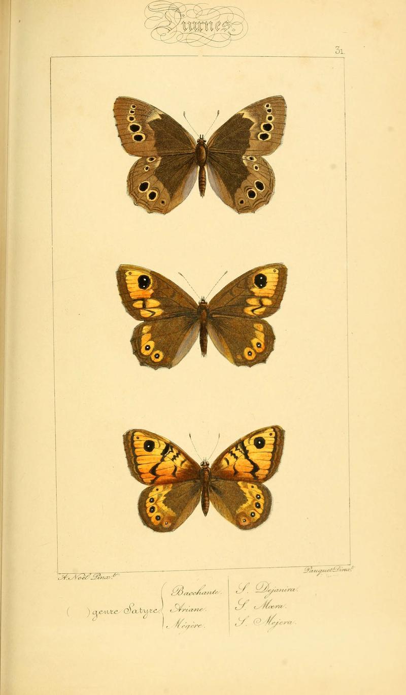 Histoire naturelle des lépidoptères d'Europe (Plate 31) (6053289543)