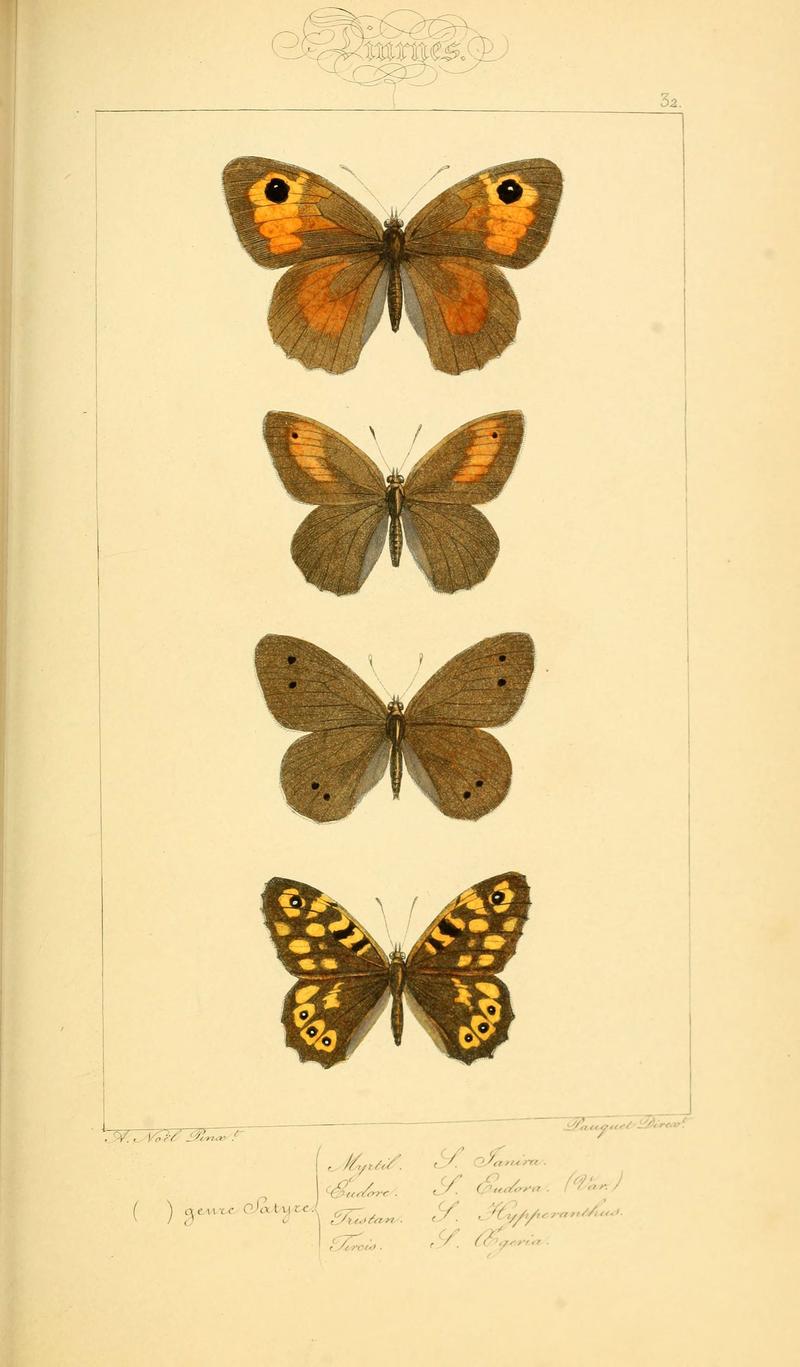 Histoire naturelle des lépidoptères d'Europe (Plate 32) (6053840126)