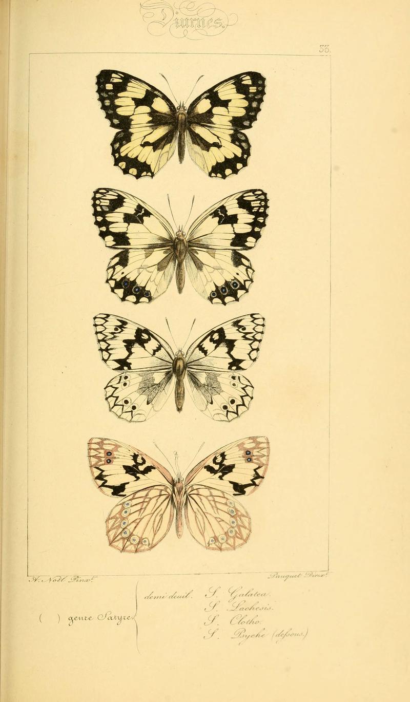 Histoire naturelle des lépidoptères d'Europe (Plate 33) (6053303091)
