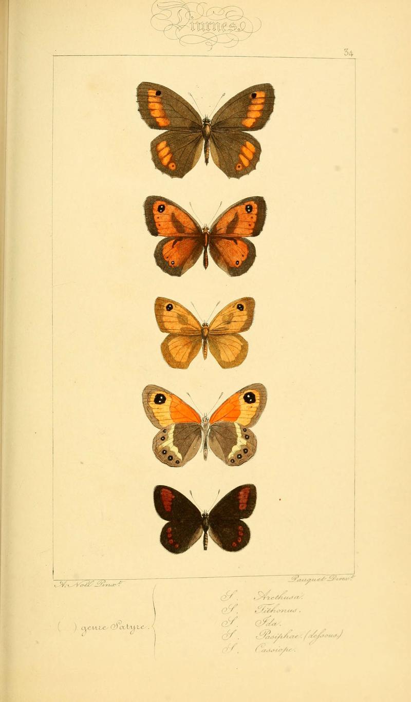 Histoire naturelle des lépidoptères d'Europe (Plate 34) (6053853146)