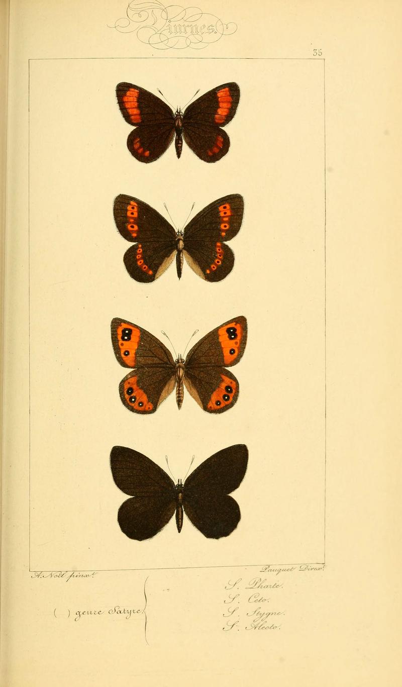 Histoire naturelle des lépidoptères d'Europe (Plate 35) (6053304047)