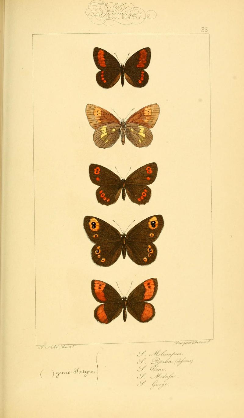 Histoire naturelle des lépidoptères d'Europe (Plate 36) (6053304379)