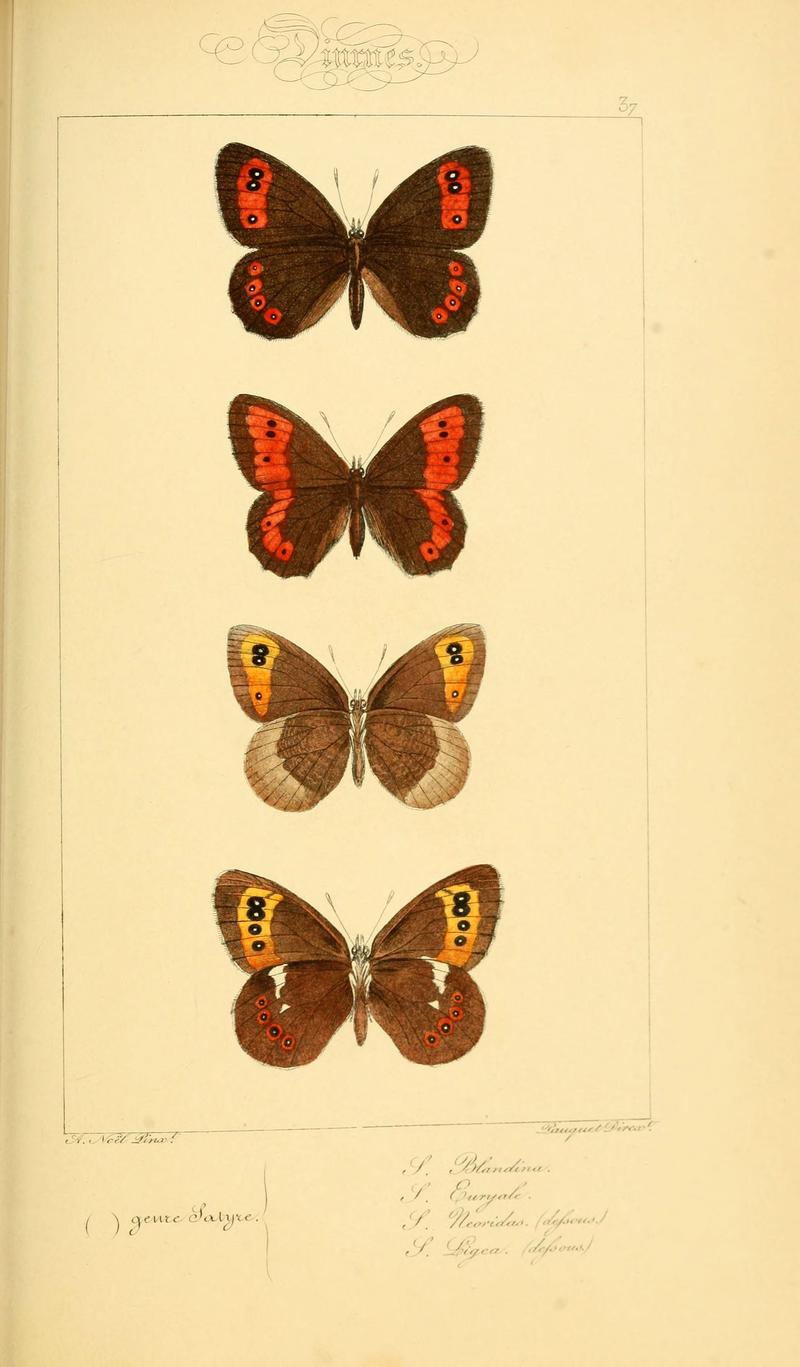 Histoire naturelle des lépidoptères d'Europe (Plate 37) (6053854068)