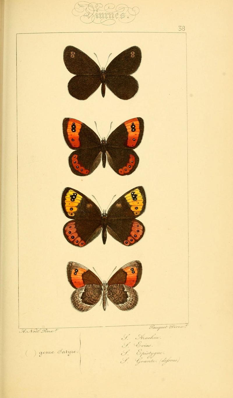 Histoire naturelle des lépidoptères d'Europe (Plate 38) (6053854320)