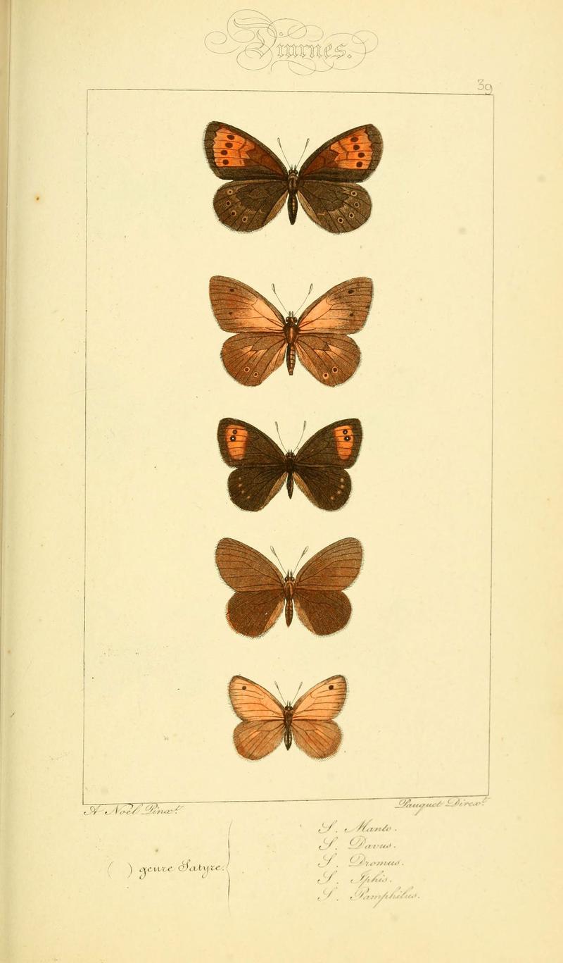 Histoire naturelle des lépidoptères d'Europe (Plate 39) (6053306071)