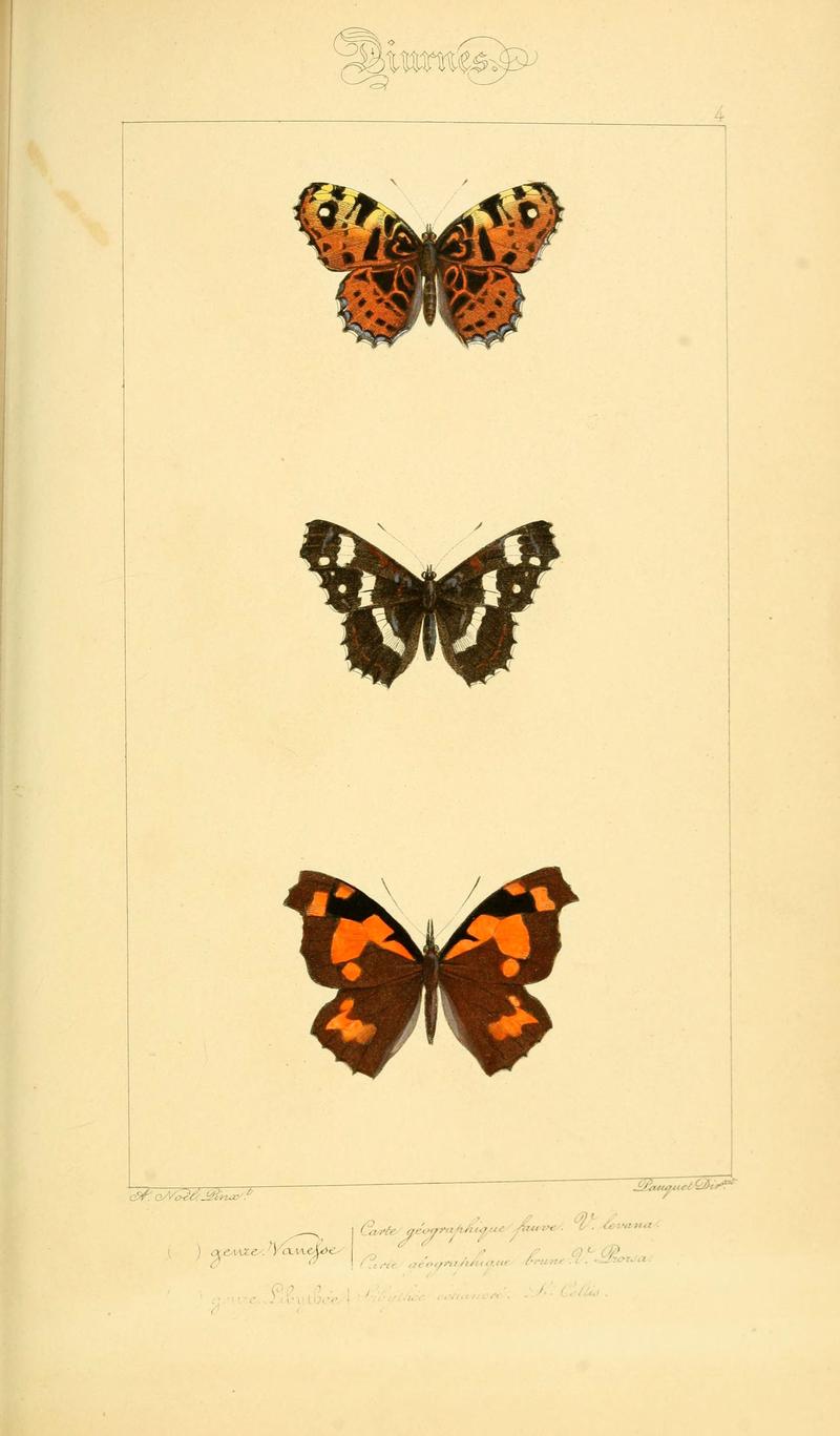 Histoire naturelle des lépidoptères d'Europe (Plate 4) (6053243157)