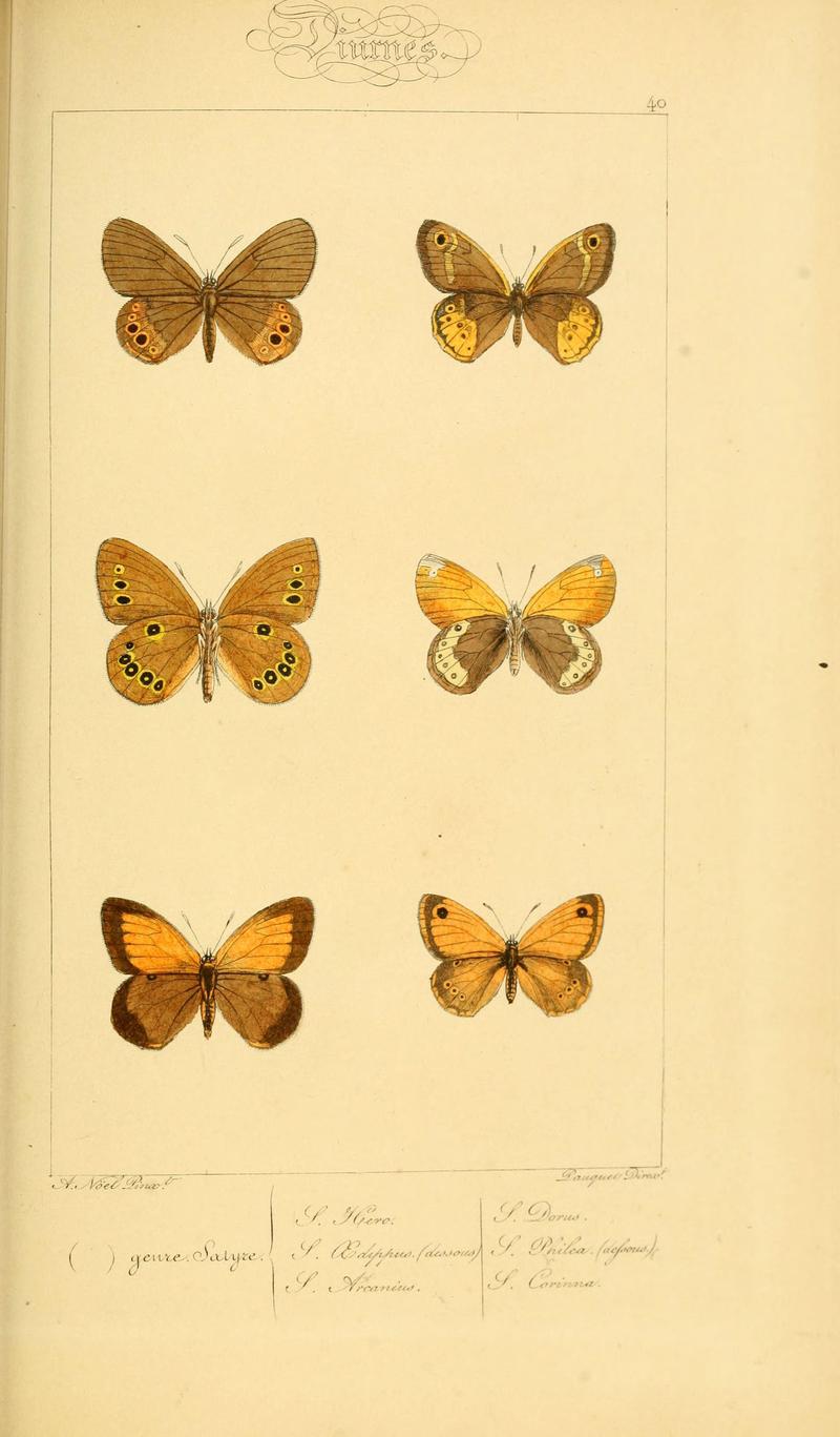 Histoire naturelle des lépidoptères d'Europe (Plate 40) (6053306299)