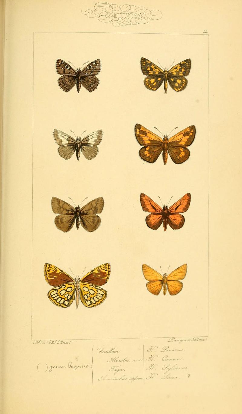 Histoire naturelle des lépidoptères d'Europe (Plate 41) (6053855860)