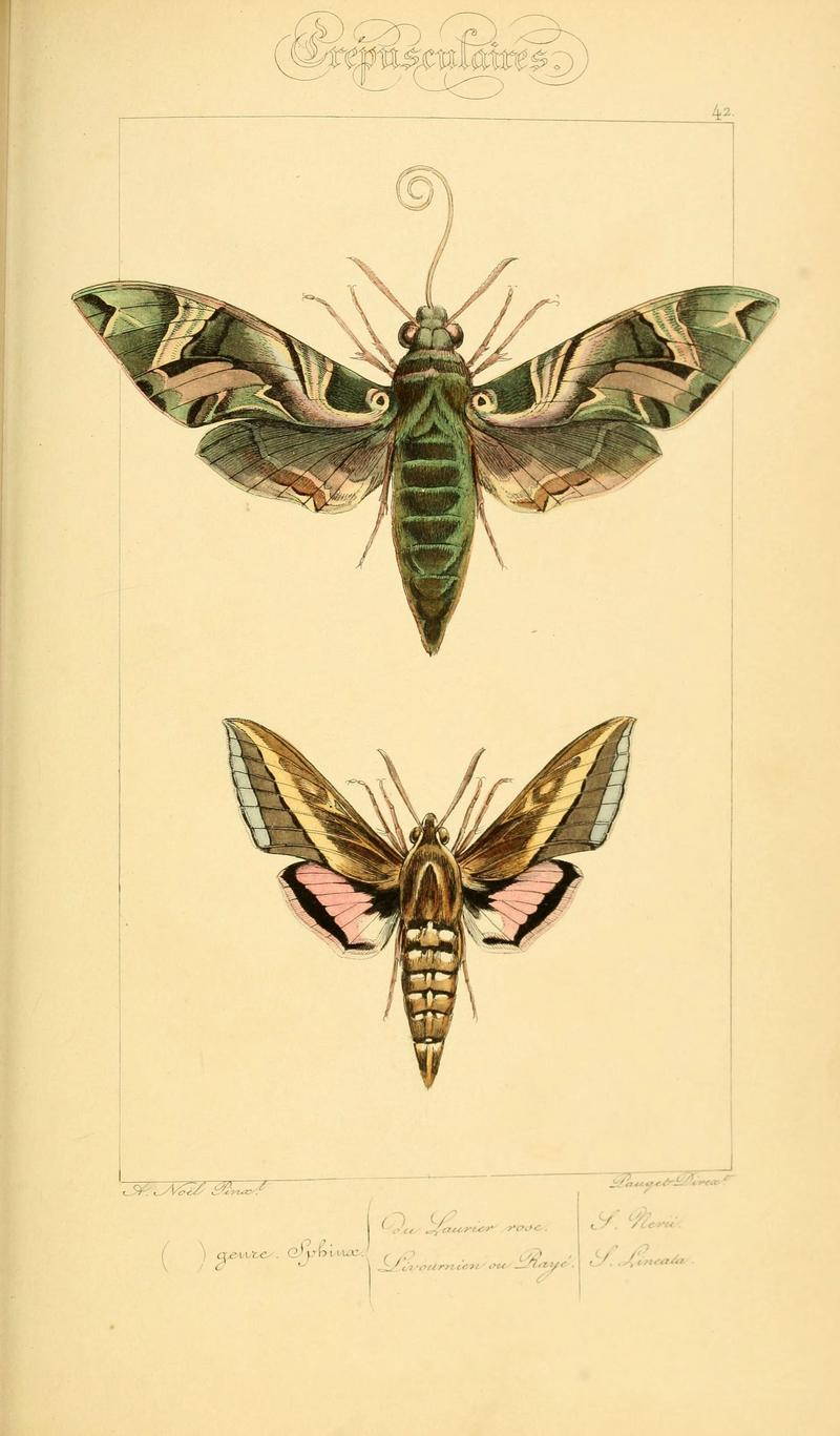 Histoire naturelle des lépidoptères d'Europe (Plate 42) (6053307303)
