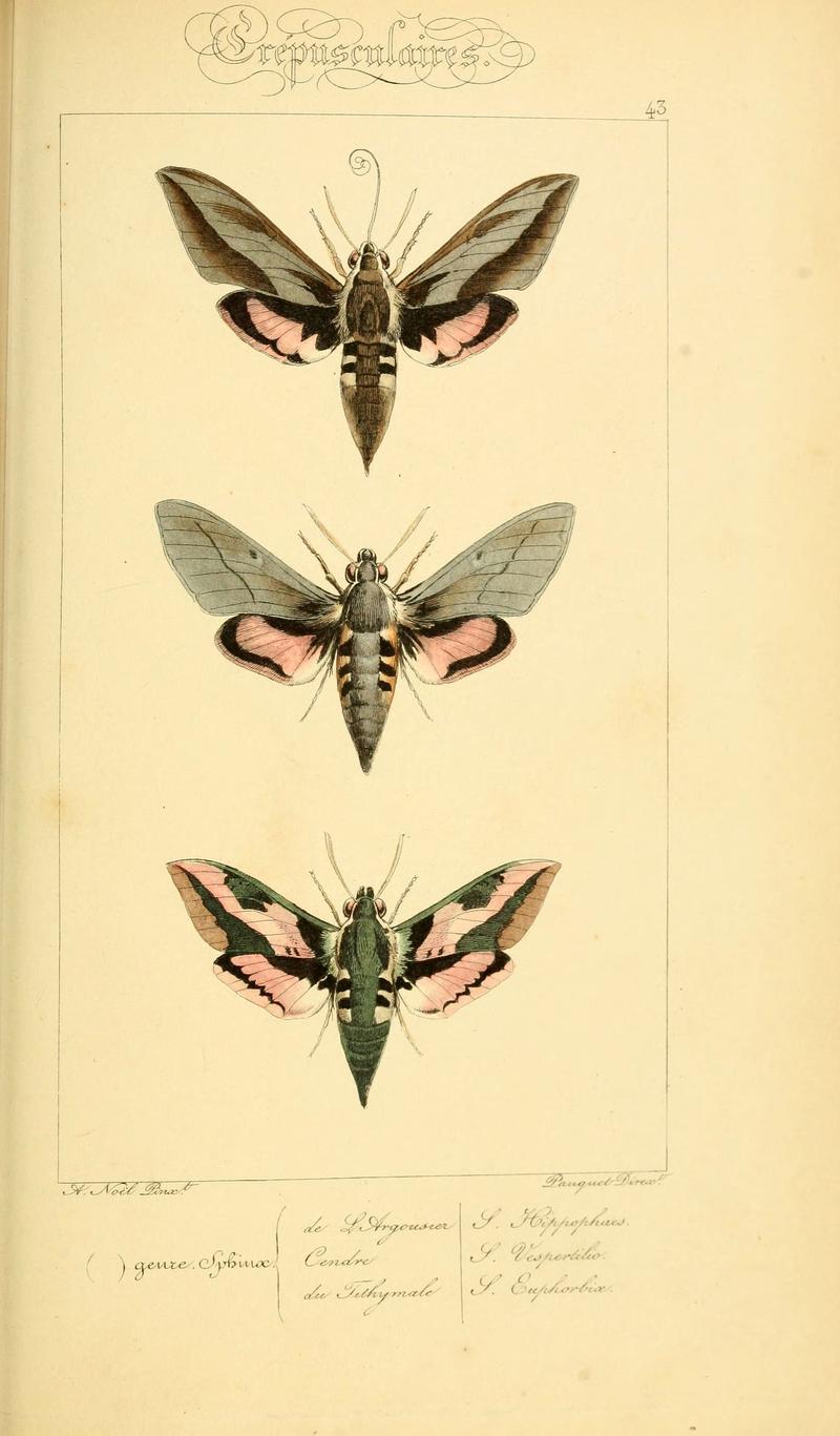Histoire naturelle des lépidoptères d'Europe (Plate 43) (6053307653)