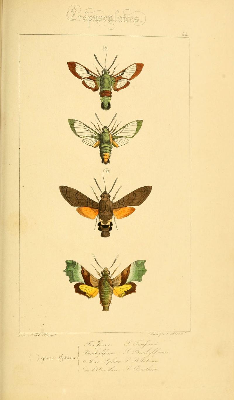 Histoire naturelle des lépidoptères d'Europe (Plate 44) (6053857016)