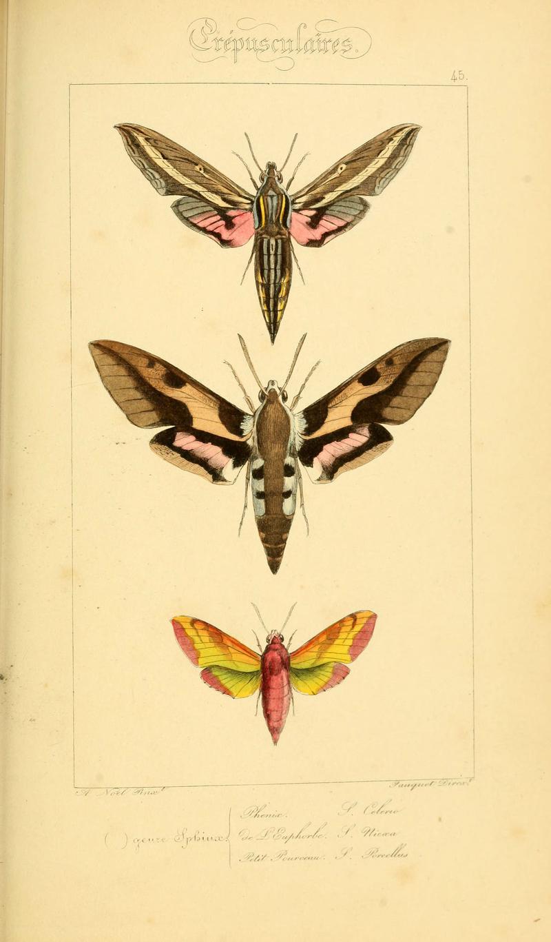 Histoire naturelle des lépidoptères d'Europe (Plate 45) (6053308277)