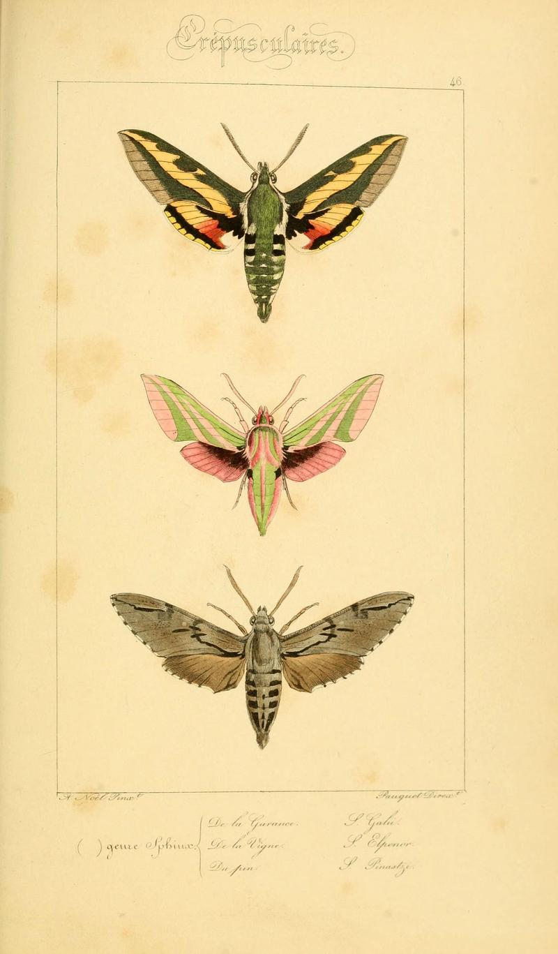 Histoire naturelle des lépidoptères d'Europe (Plate 46) (6053857902)