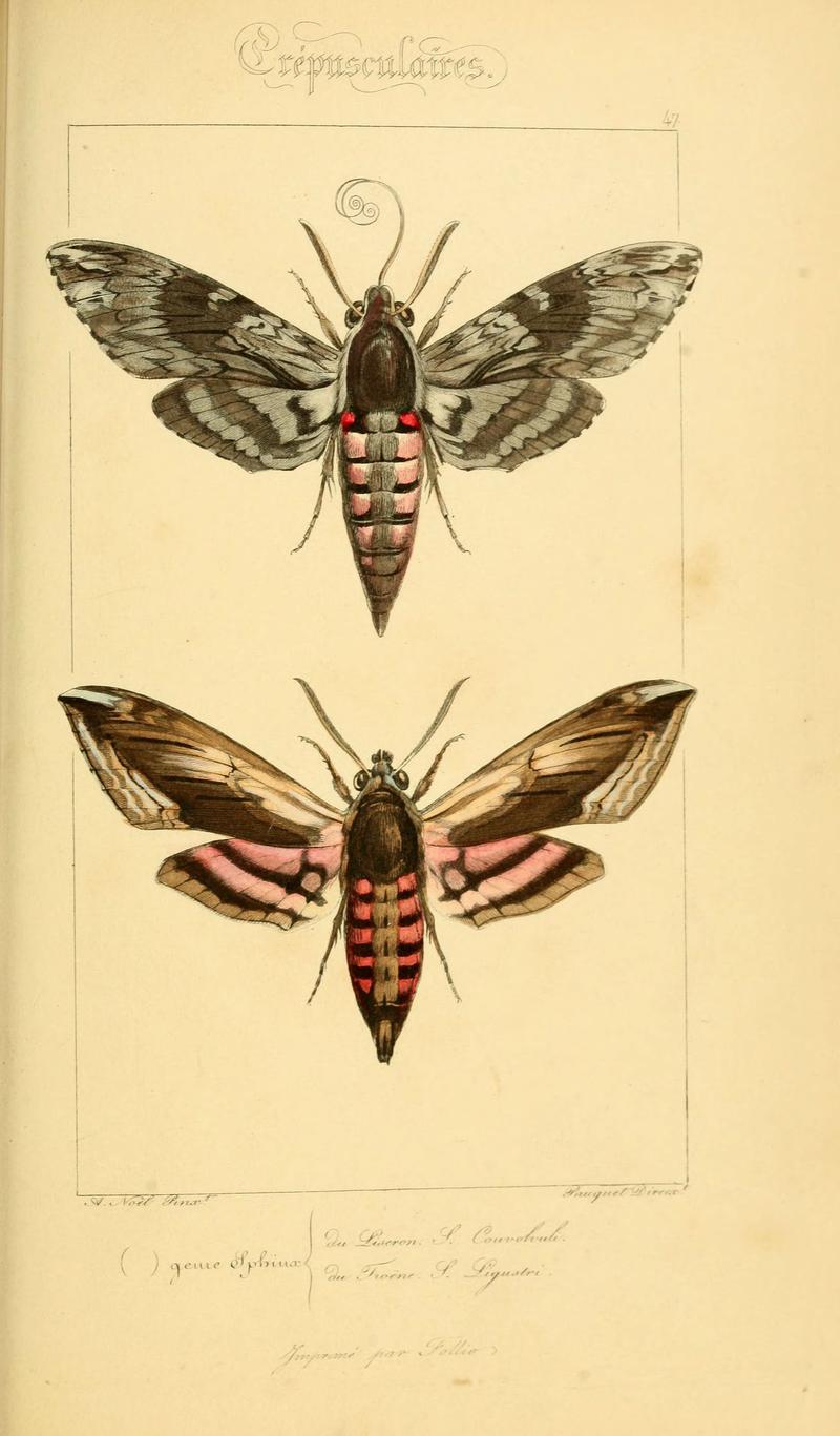Histoire naturelle des lépidoptères d'Europe (Plate 47) (6053858546)