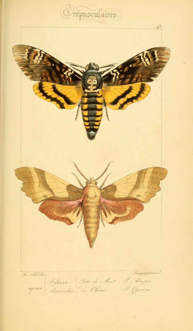 Histoire naturelle des lépidoptères d'Europe (Plate 48) (6053858804)