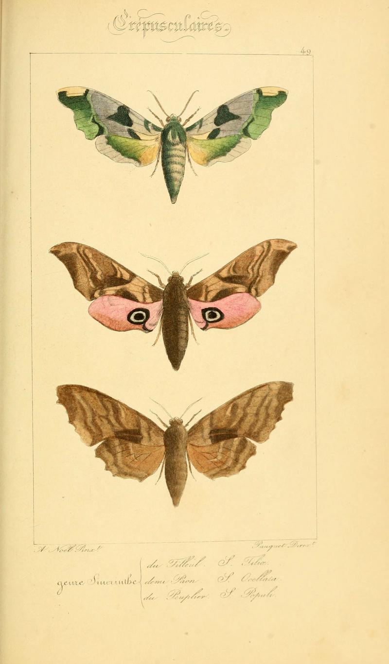 Histoire naturelle des lépidoptères d'Europe (Plate 49) (6053310045)