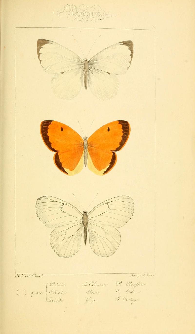 Histoire naturelle des lépidoptères d'Europe (Plate 5) (6053244483)