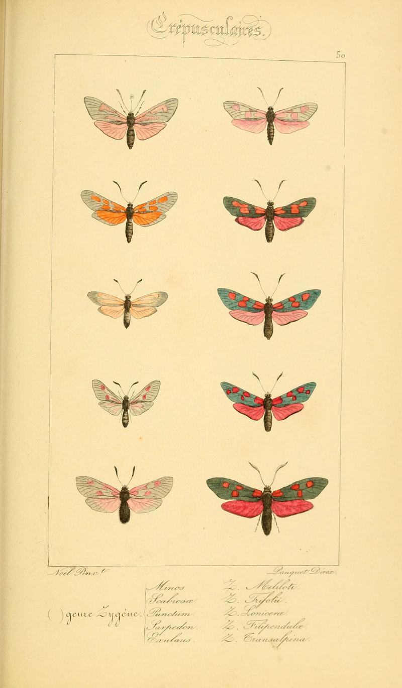 Histoire naturelle des lépidoptères d'Europe (Plate 50) (6053859450)