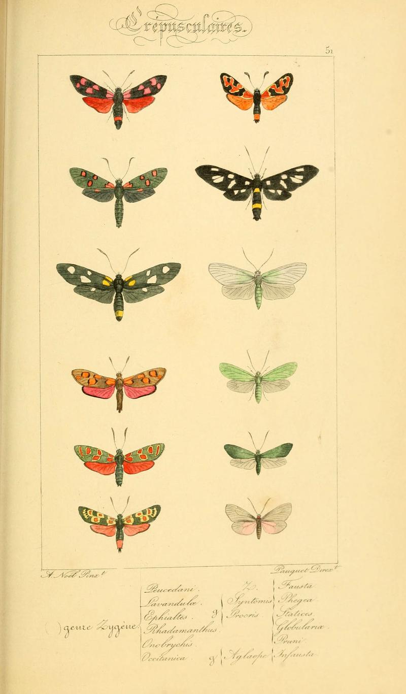 Histoire naturelle des lépidoptères d'Europe (Plate 51) (6053310705)