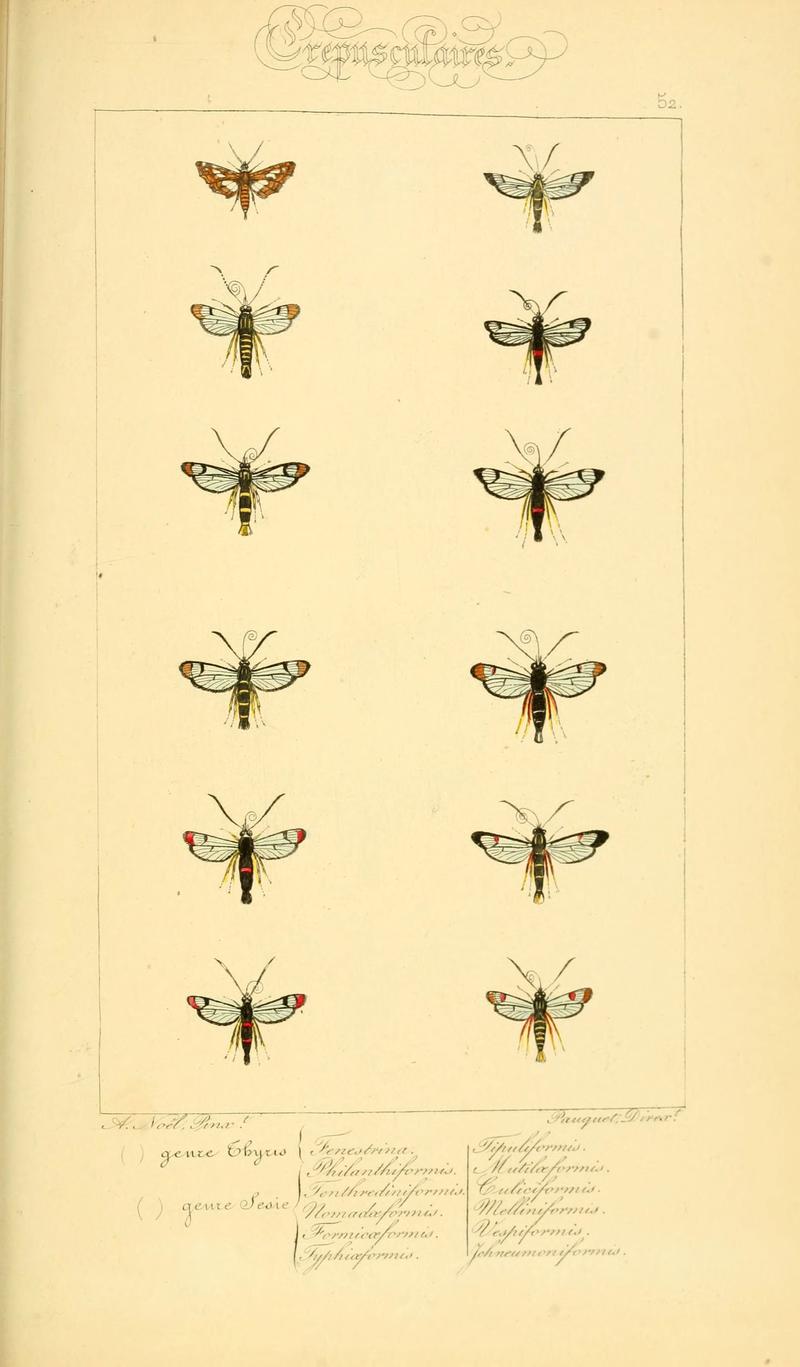 Histoire naturelle des lépidoptères d'Europe (Plate 52) (6053310935)