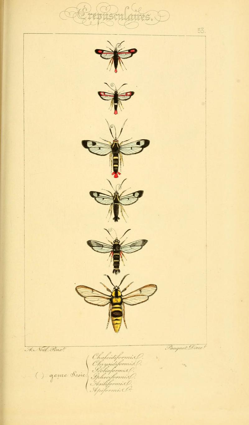 Histoire naturelle des lépidoptères d'Europe (Plate 53) (6053311141)