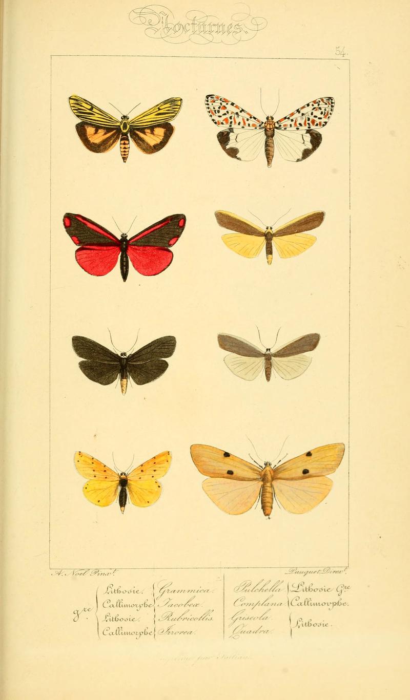 Histoire naturelle des lépidoptères d'Europe (Plate 54) (6053860476)
