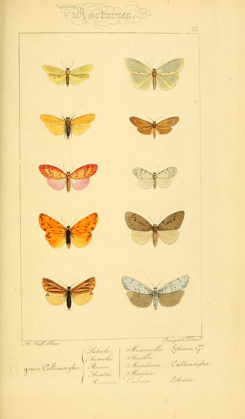 Histoire naturelle des lépidoptères d'Europe (Plate 55) (6053860840)