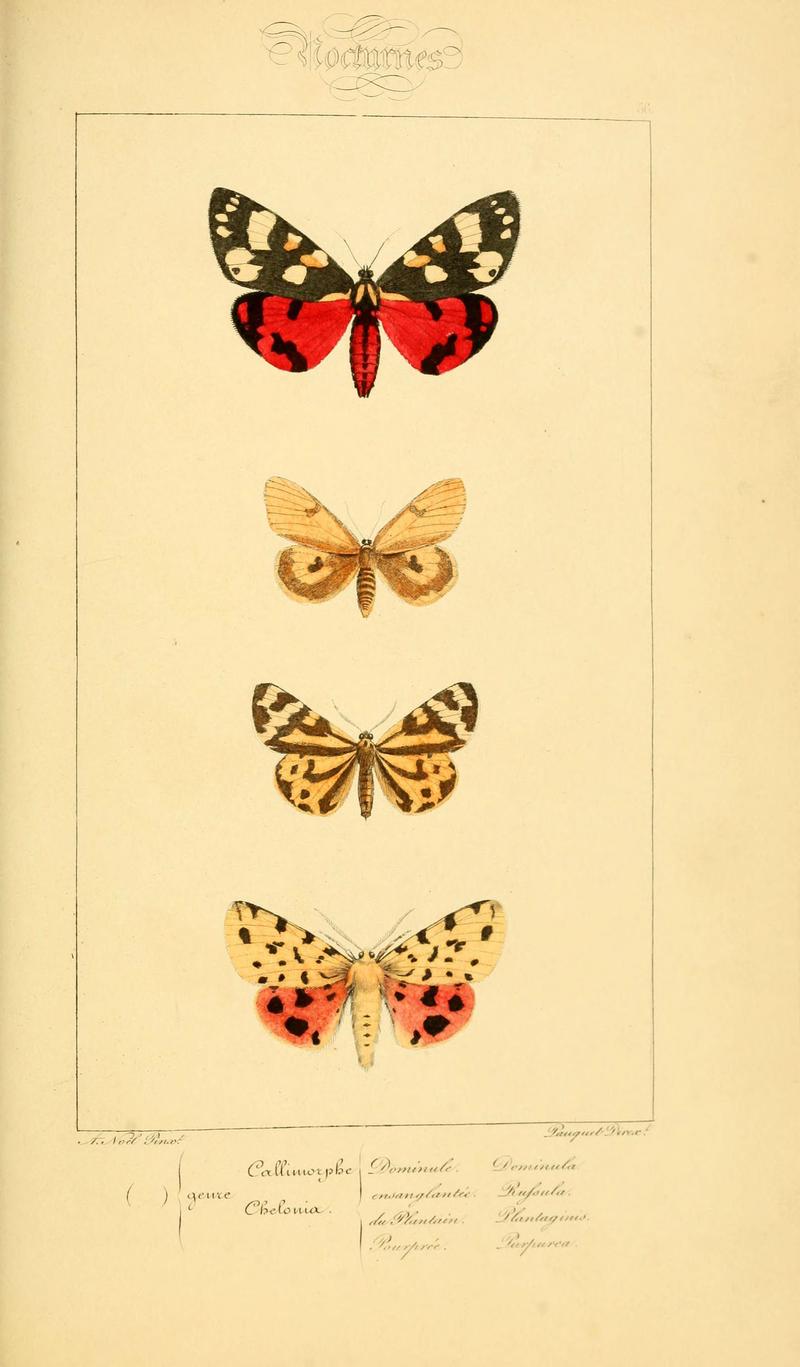Histoire naturelle des lépidoptères d'Europe (Plate 56) (6053313161)