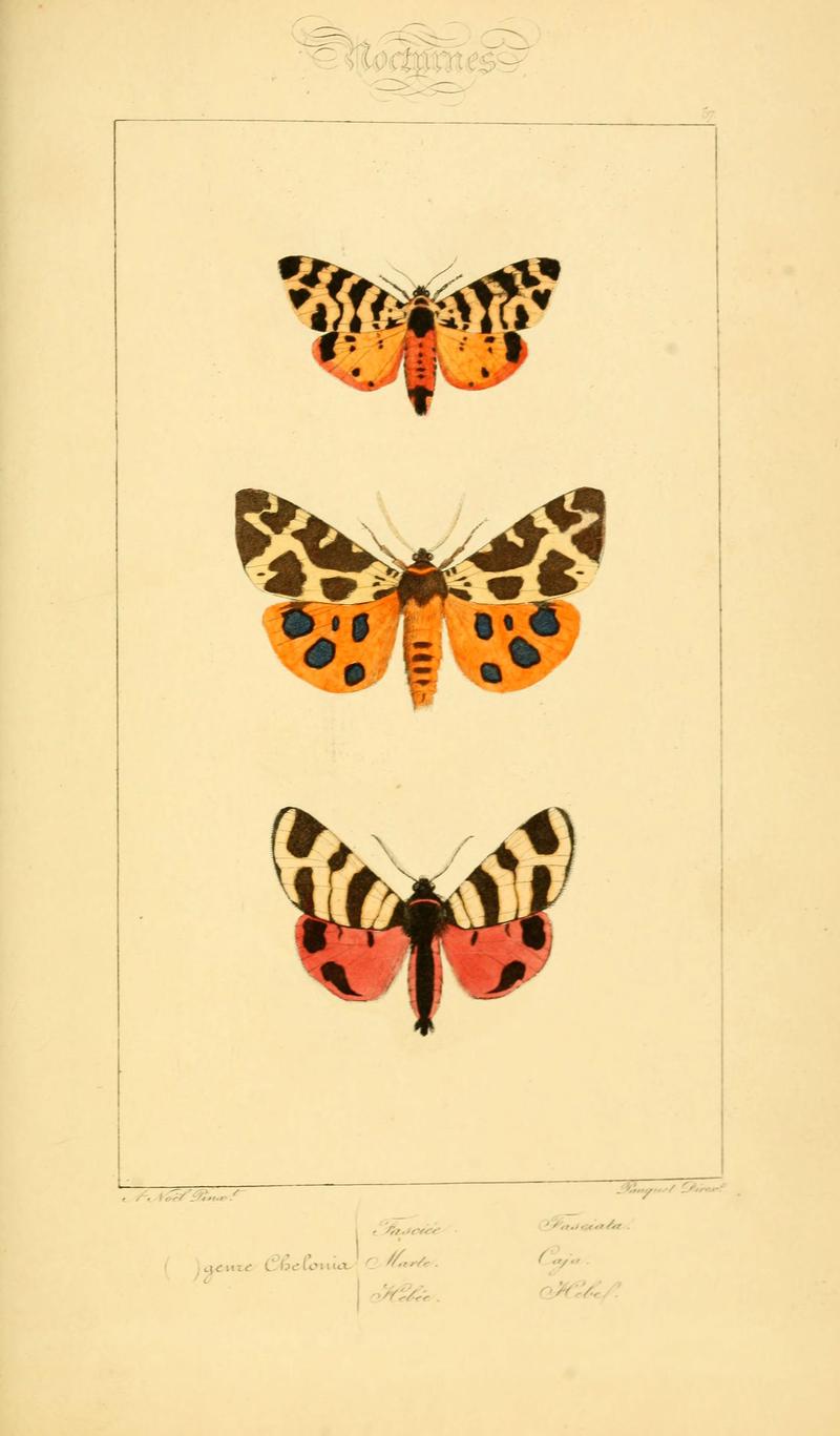 Histoire naturelle des lépidoptères d'Europe (Plate 57) (6053313551)