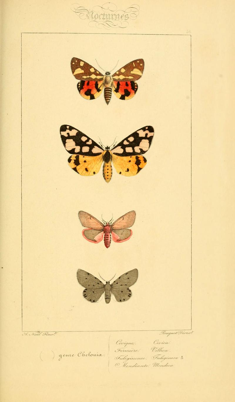 Histoire naturelle des lépidoptères d'Europe (Plate 58) (6053314047)