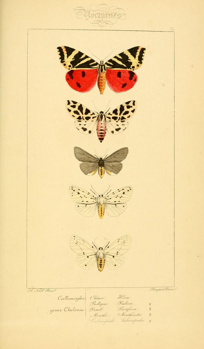 Histoire naturelle des lépidoptères d'Europe (Plate 59) (6053863374)