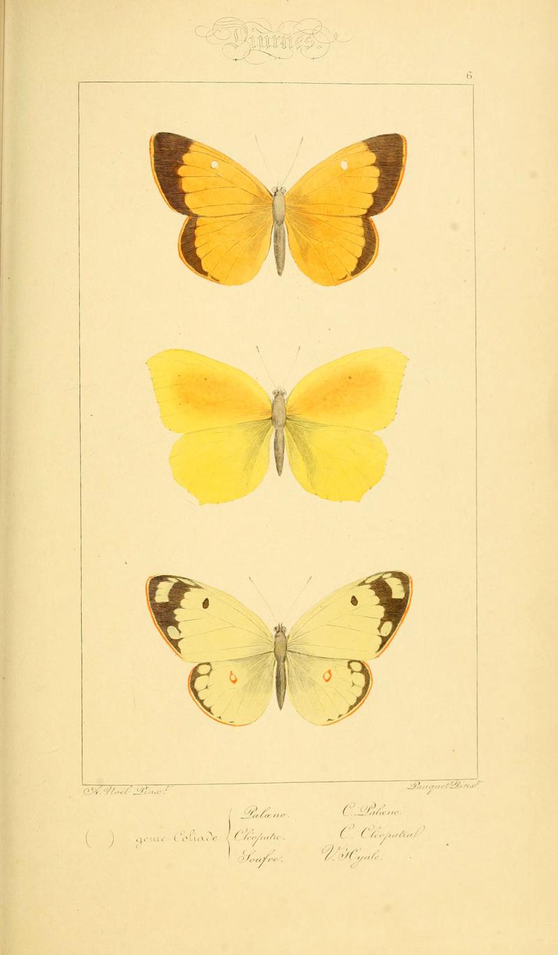 Histoire naturelle des lépidoptères d'Europe (Plate 6) (6053244757)