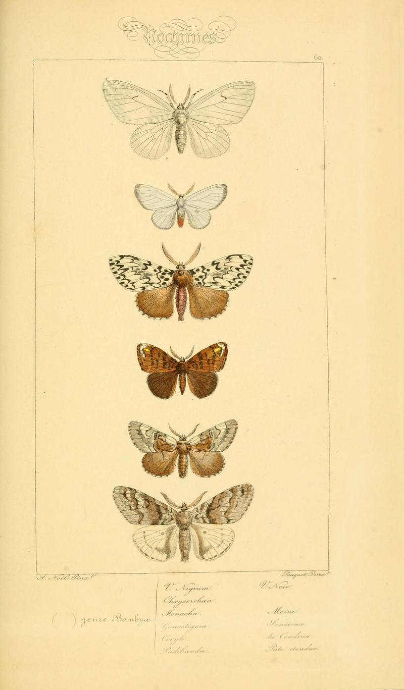 Histoire naturelle des lépidoptères d'Europe (Plate 60) (6053314635)