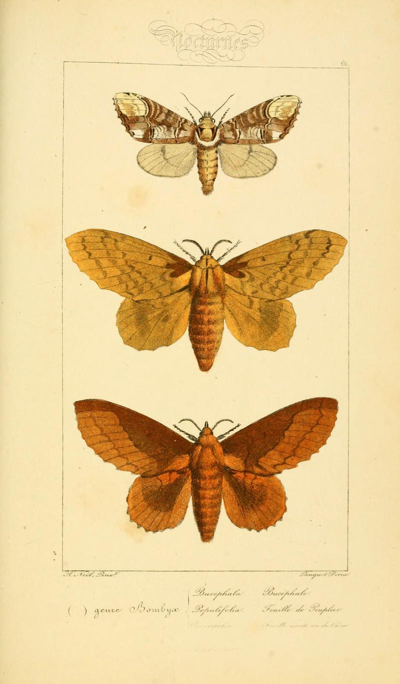 Histoire naturelle des lépidoptères d'Europe (Plate 61) (6053864080)