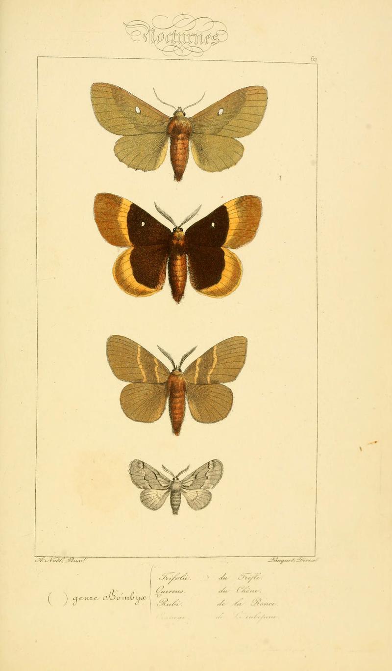 Histoire naturelle des lépidoptères d'Europe (Plate 62) (6053864402)