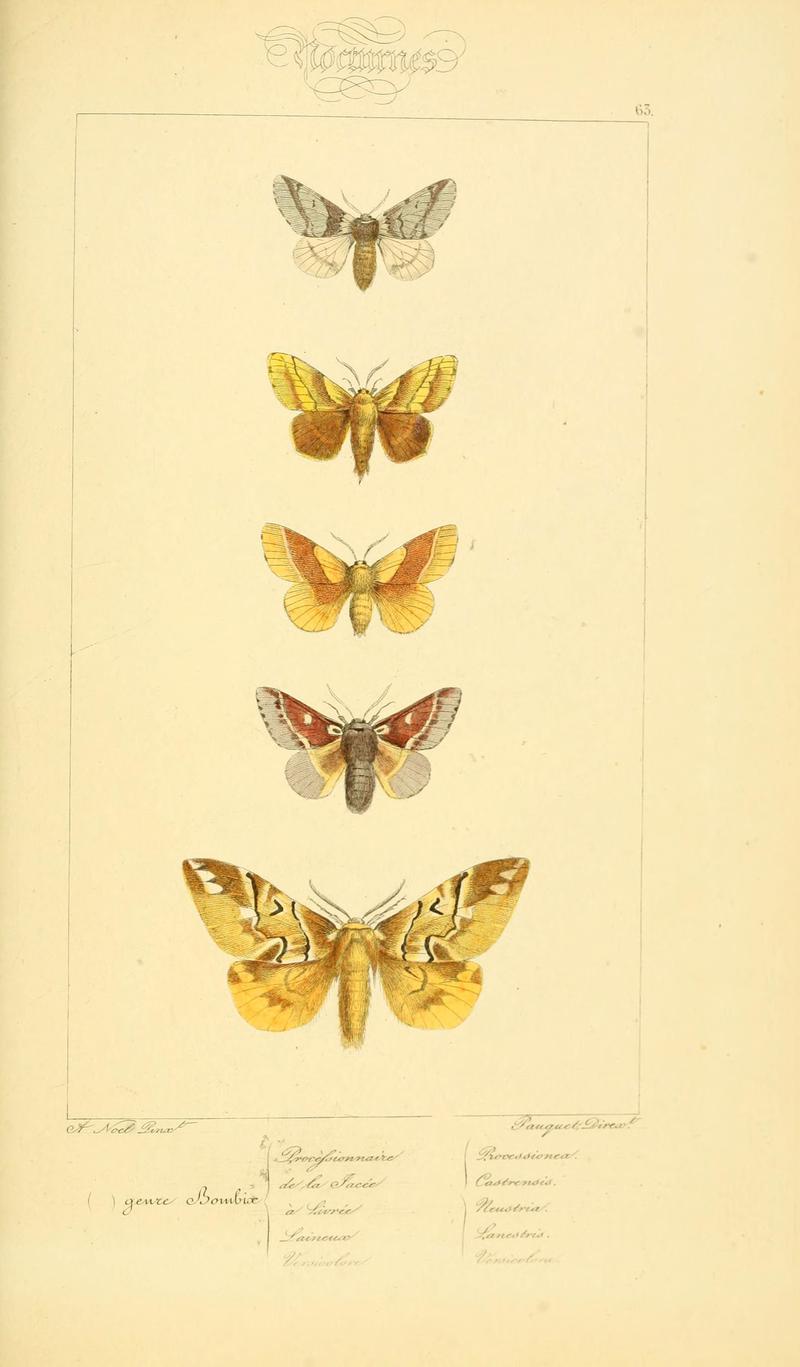 Histoire naturelle des lépidoptères d'Europe (Plate 63) (6053864620)