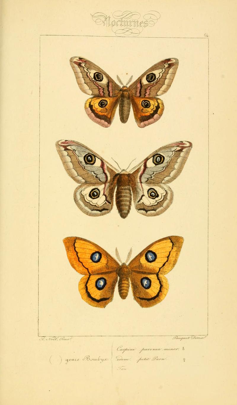Histoire naturelle des lépidoptères d'Europe (Plate 64) (6053315807)