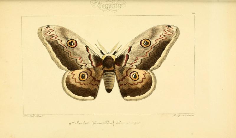 Histoire naturelle des lépidoptères d'Europe (Plate 65) (6053316315)
