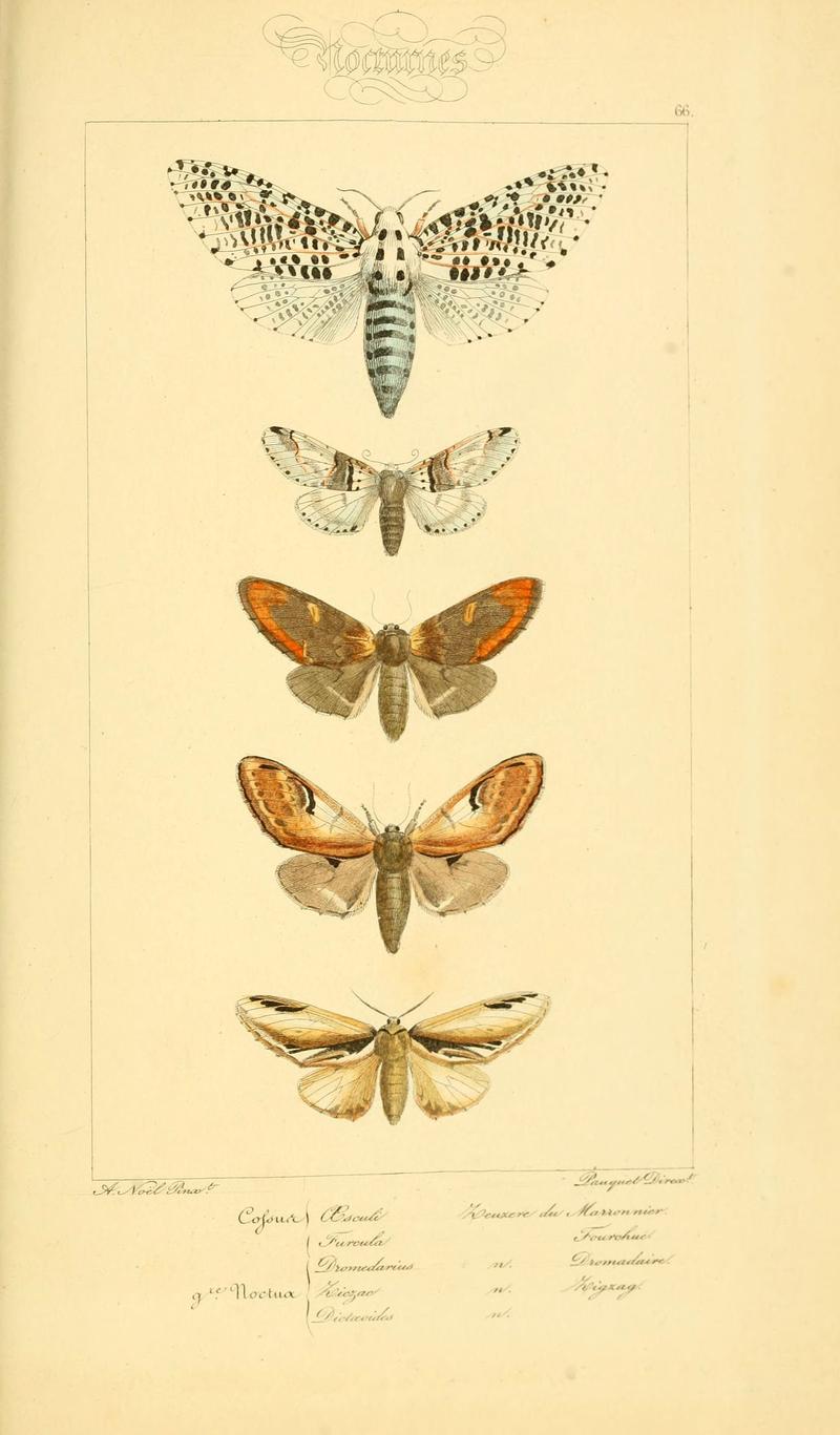 Histoire naturelle des lépidoptères d'Europe (Plate 66) (6053316847)