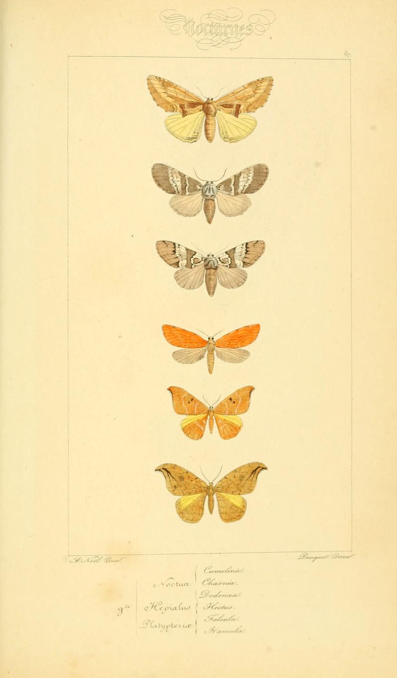 Histoire naturelle des lépidoptères d'Europe (Plate 67) (6053866496)