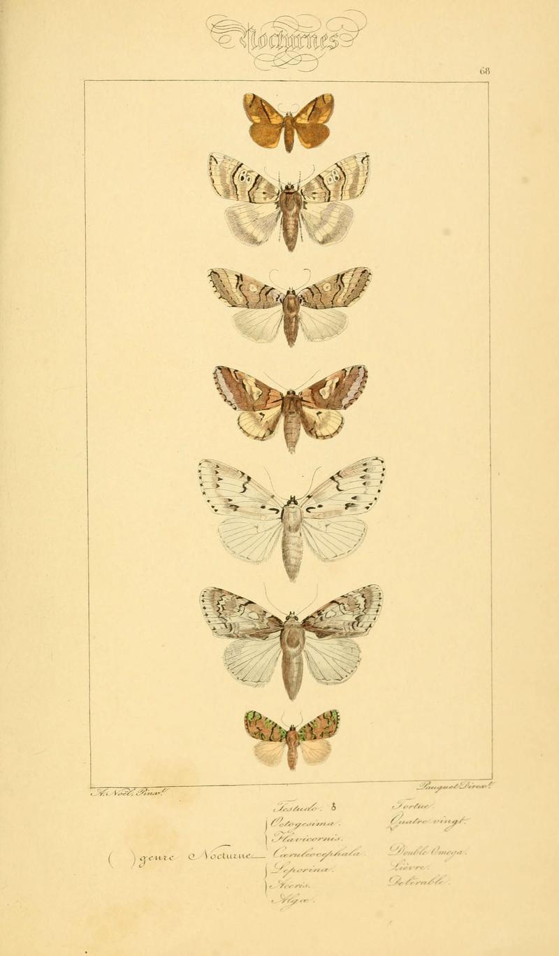 Histoire naturelle des lépidoptères d'Europe (Plate 68) (6053317611)