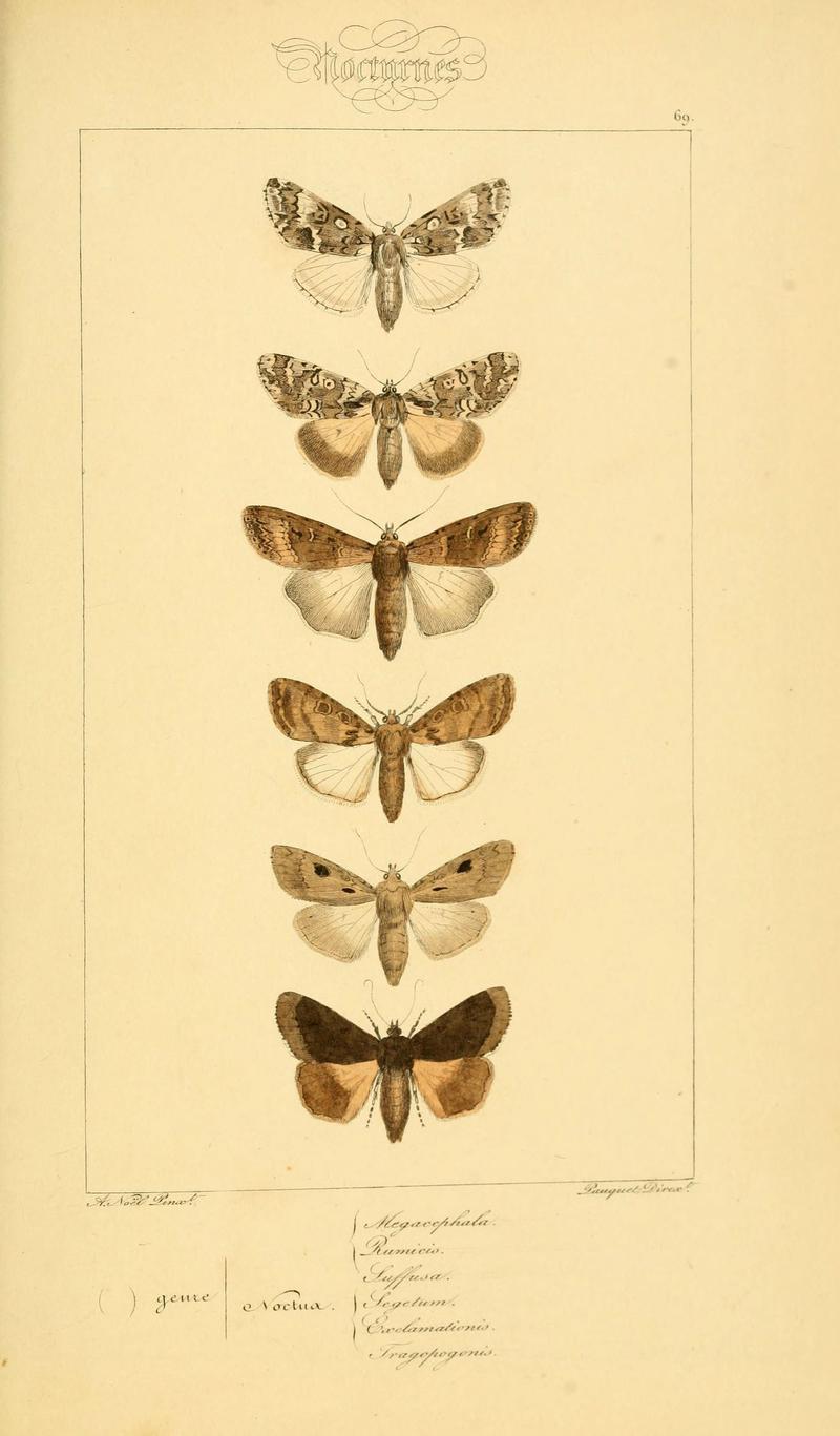 Histoire naturelle des lépidoptères d'Europe (Plate 69) (6053317871)