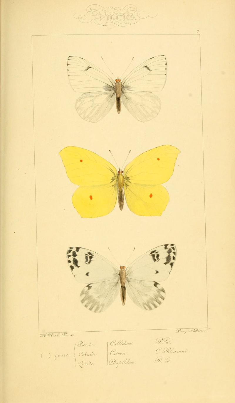 Histoire naturelle des lépidoptères d'Europe (Plate 7) (6053795162)