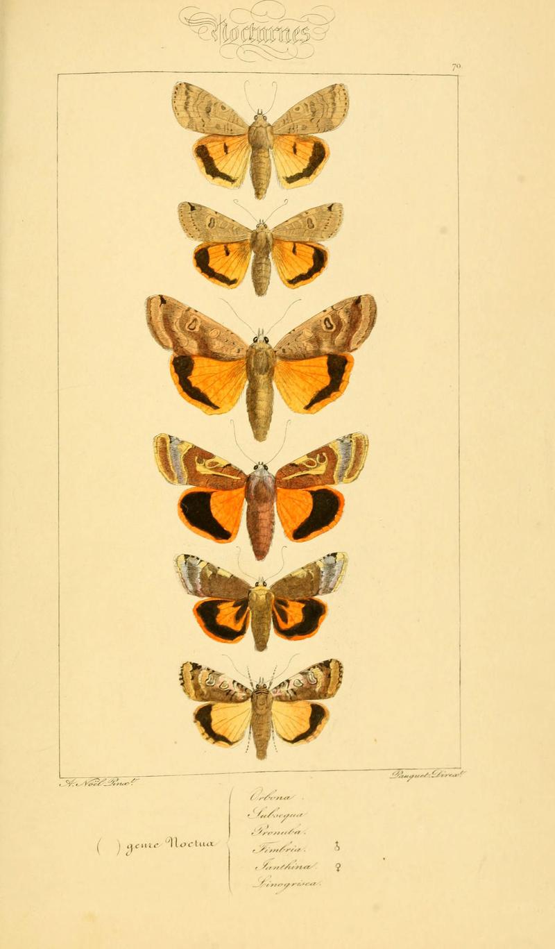 Histoire naturelle des lépidoptères d'Europe (Plate 70) (6053867358)